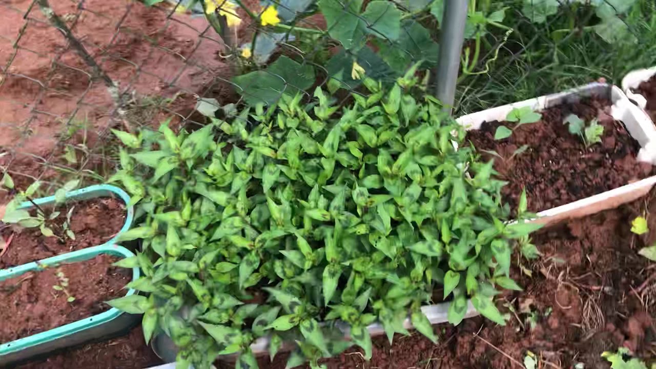 Vườn rau Việt nam ơ Canada - YouTube