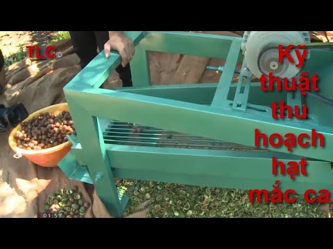 Video: Thu Hoạch Hạt Macadamia - Khi Nào Và Cách Thu Hoạch Hạt Macadamia