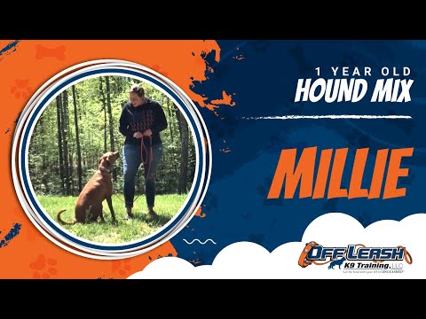 millie-|-best-friend-training-|-off-leash-in-washington-dc