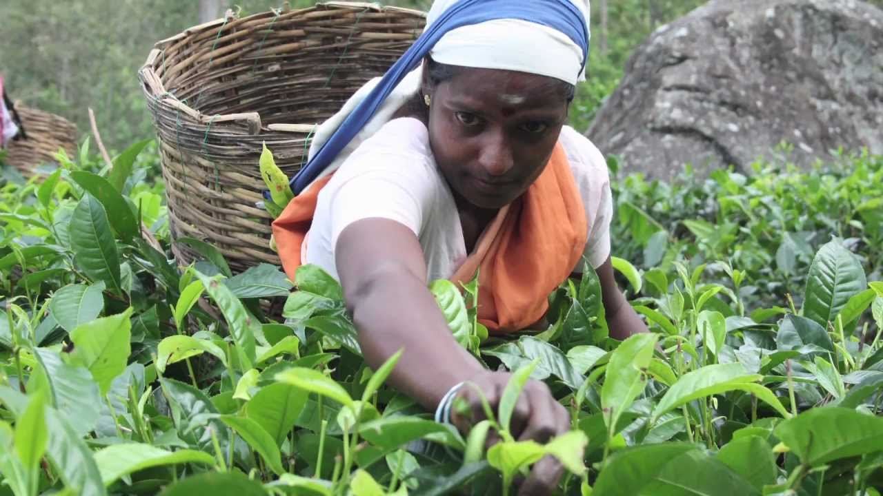 Fair Trade 101 - Zhena's Gypsy Tea