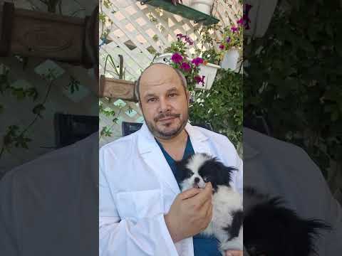 Страховка для собак и кошек