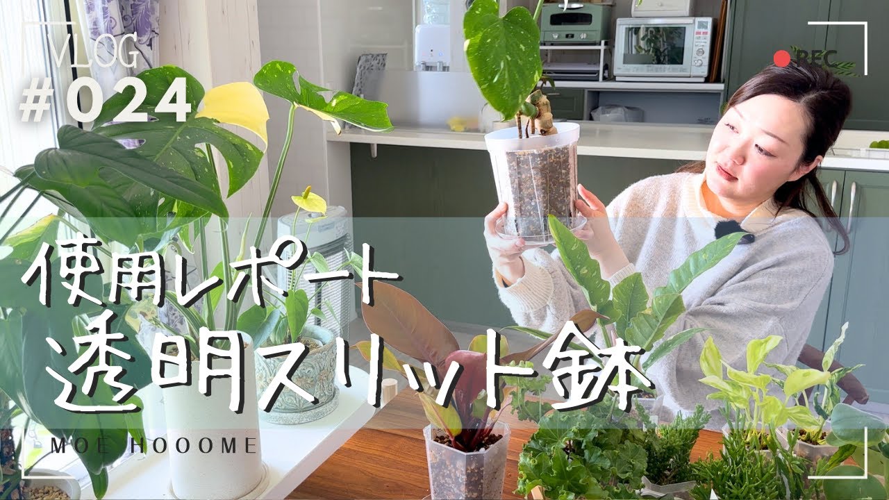 【透明スリット鉢】使用して５ヶ月経過…その後の感想（Vlog/024）