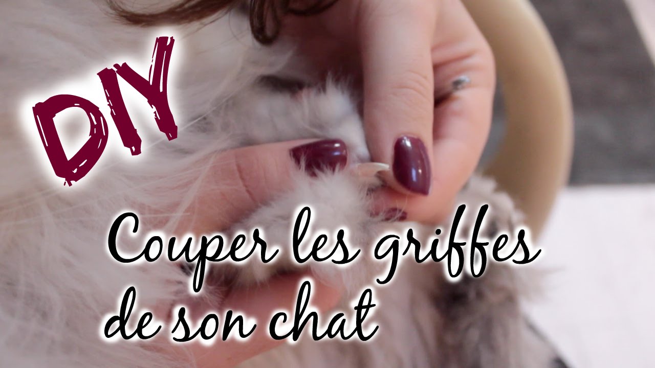 Diy Comment Couper Les Griffes De Son Chat Youtube