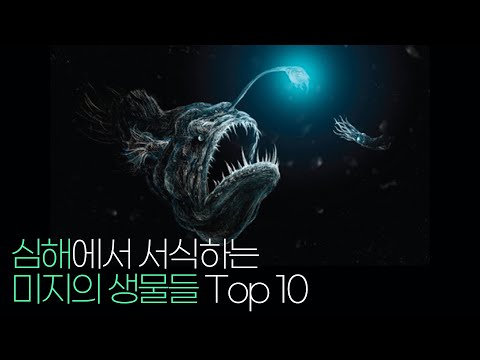 심해에서 서식하는 미지의 생물들 Top 9!!