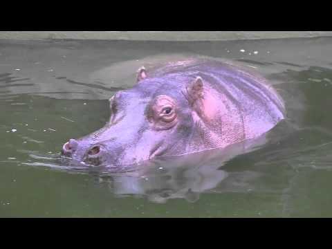 カバの鳴き声 The Cry Of Hippopotamus Youtube