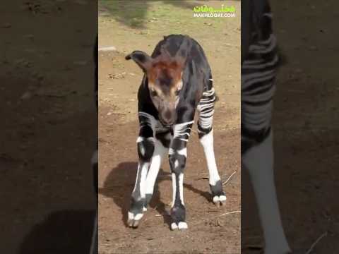 هل سبق لك أن رأيت هذا الحيوان الأوكابي