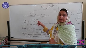 Human Organ System  - General Science 8th Class, National Book Foundation