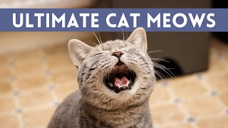 Ultimate VIDEOS Of MEOWING CATS  Cute, Angry and Happy Cats MEOWING!