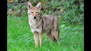 Lucky coyote - Spotted before we let the dogs out. by mriad0 229 views 2 years ago 1 minute, 59 seconds