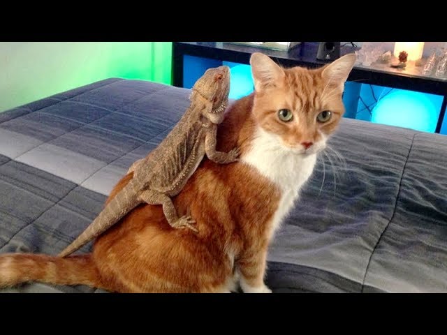 TRY TO STOP LAUGHING  at FUNNY ANIMALS! Best FUNNY ANIMAL compilation