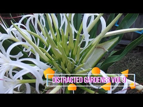 Βίντεο: Crinum Lilies - Συμβουλές για τη φροντίδα του φυτού Crinum