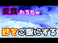 【海水魚】砂を食べるおっさん。見てるだけで気持ちがいい（ミズタマハゼ）