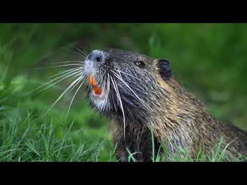 Video: Čo jedia bobry?