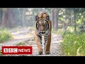 Return of tigers to Nepal brings both joy and fear - BBC News