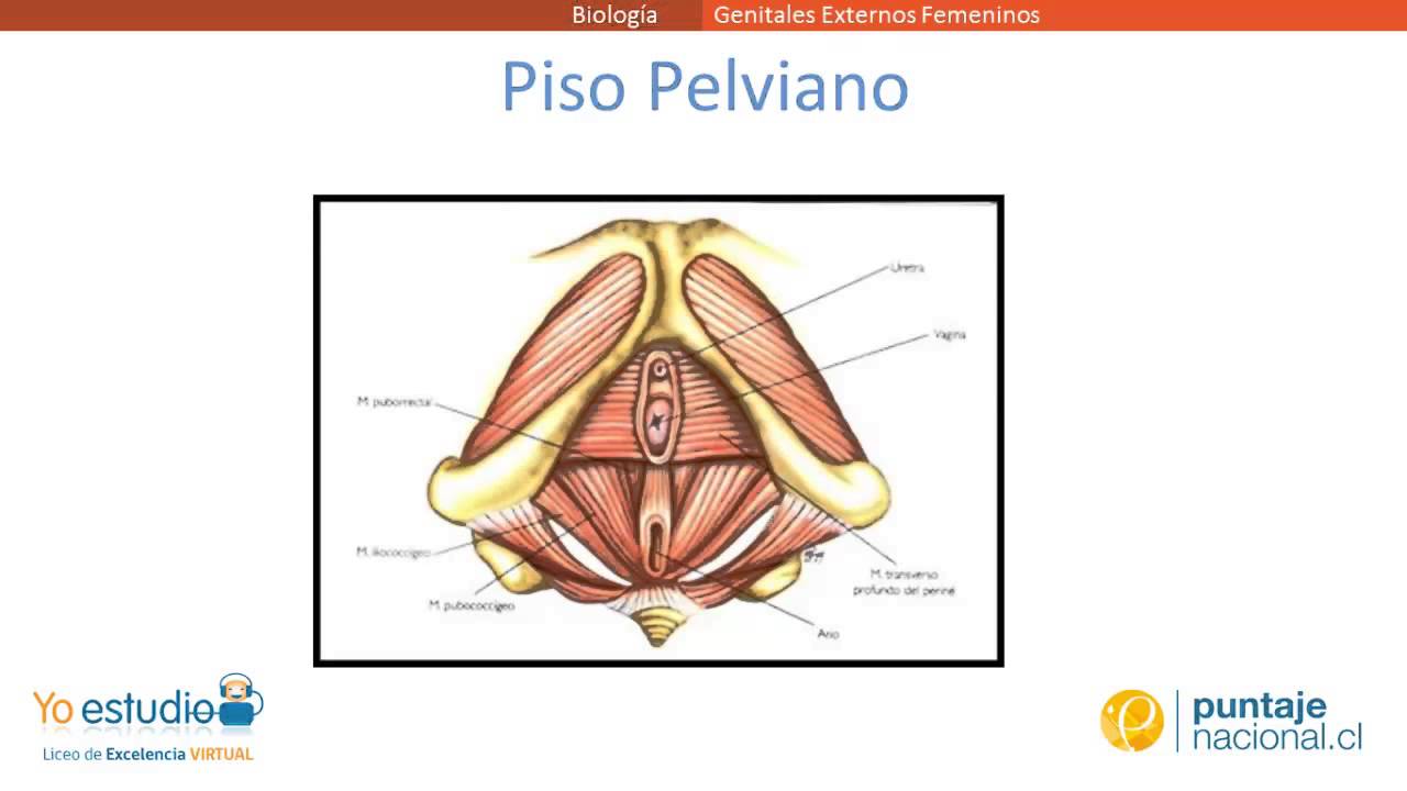 Anatomia genitales externos e internos femeninos Anatomia genitales externos e internos femeninos