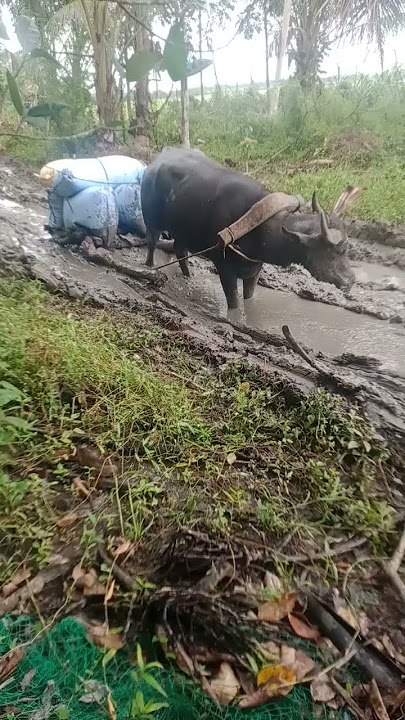 hawol time#farmers life#shorts