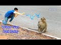 Water gun spray prank monkey   funny monkey  monkey funny  monkey prank