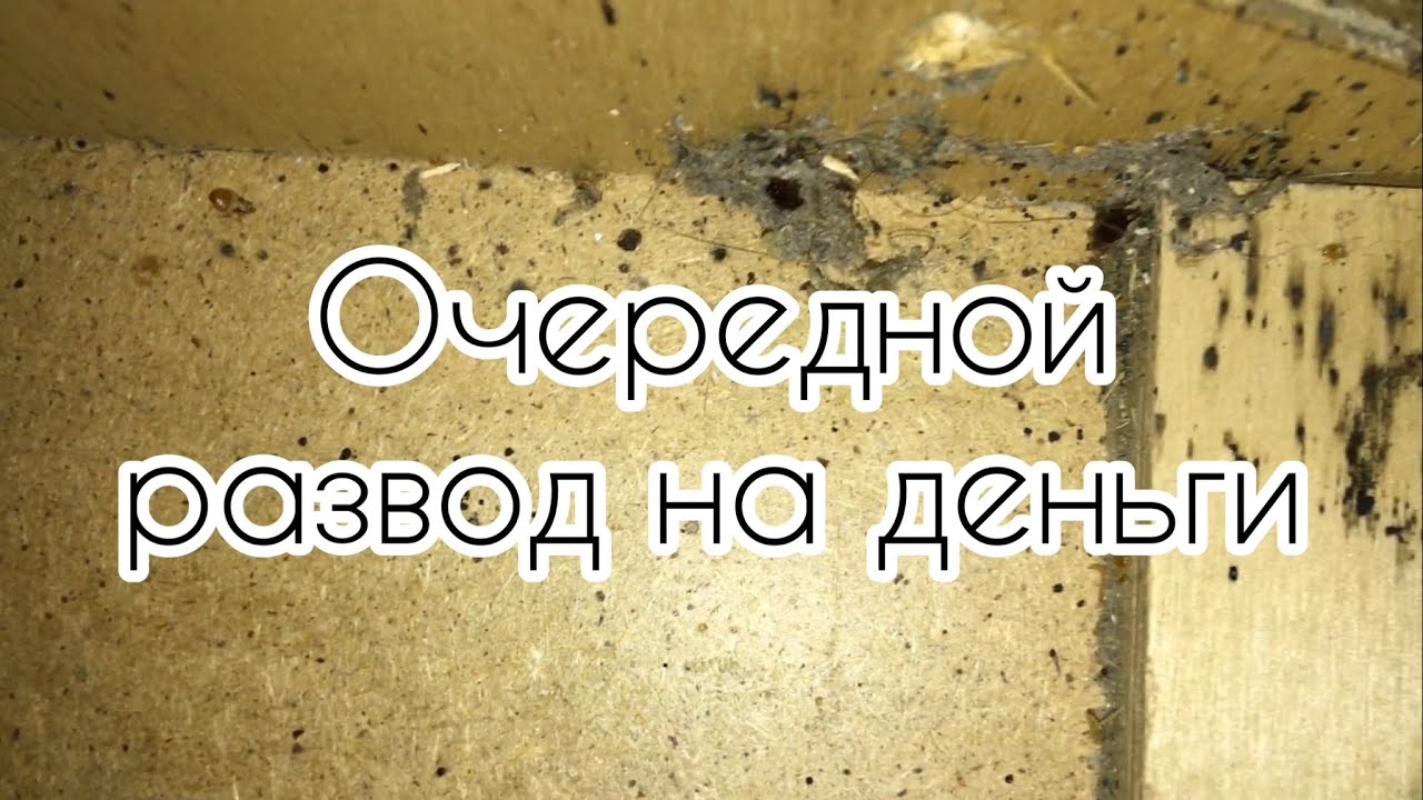 Опять работаю после мошенников (Обработка от клопов в СПБ 2022 2) - YouTube