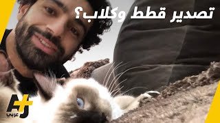 محمد صلاح يرفض تصدير القطط والكلاب من مصر