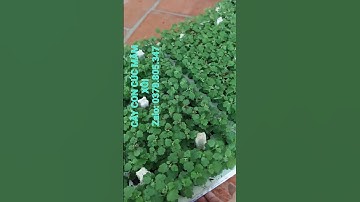 MÂM XÔI HÀ LAN, HÀN QUỐC VÀO SỔ TẾT 2027 #cayconcucmamxoi #cucmamxoihalan #cuchalan #cayconcaymo