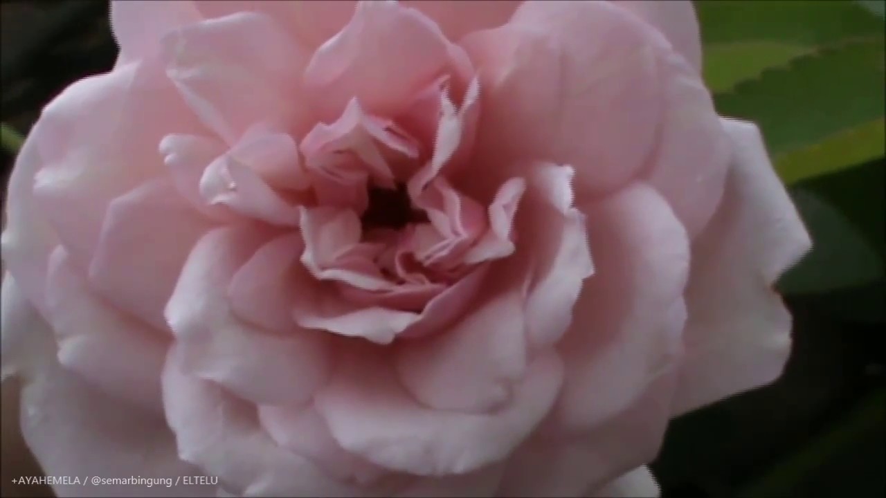  Bunga Mawar Putih YouTube 