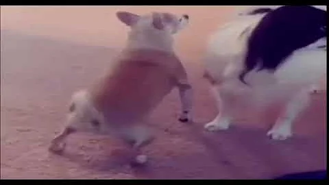 peepeepoopoo check dog goes crazy