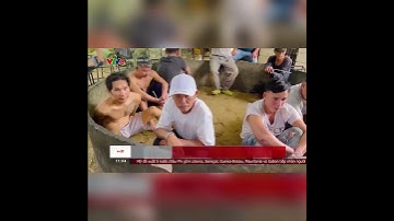 🚨 Quảng Ngãi: Triệt phá tụ điểm đá gà ăn tiền quy mô lớn núp bóng quán cà phê