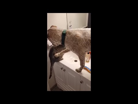 Cat Slaps Dog After Trying to Push It Down as Owner Burps Mid Laughter