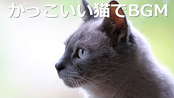 かっこいい猫 Bgm Youtube