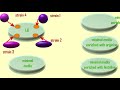 Prototrophic vs auxotrophic bacteria