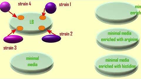 prototrophic vs auxotrophic bacteria