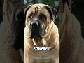 Kangal Dog: The Guardian Predators Avoid. #Kangal #KangalDog #GuardDog #DogFacts #shorts