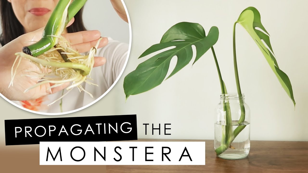 monstera-deliciosa-how-to-propagate-in-water-update-repotting