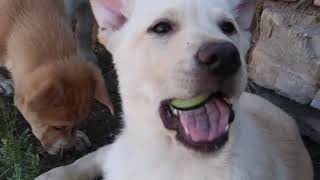 Puppies Try Fruits and Vegetables For The First Time 🍉🍊🍋🍌🍏🥒🥦🥕 by Sun Village Animal Rescue 1,813 views 1 year ago 17 minutes