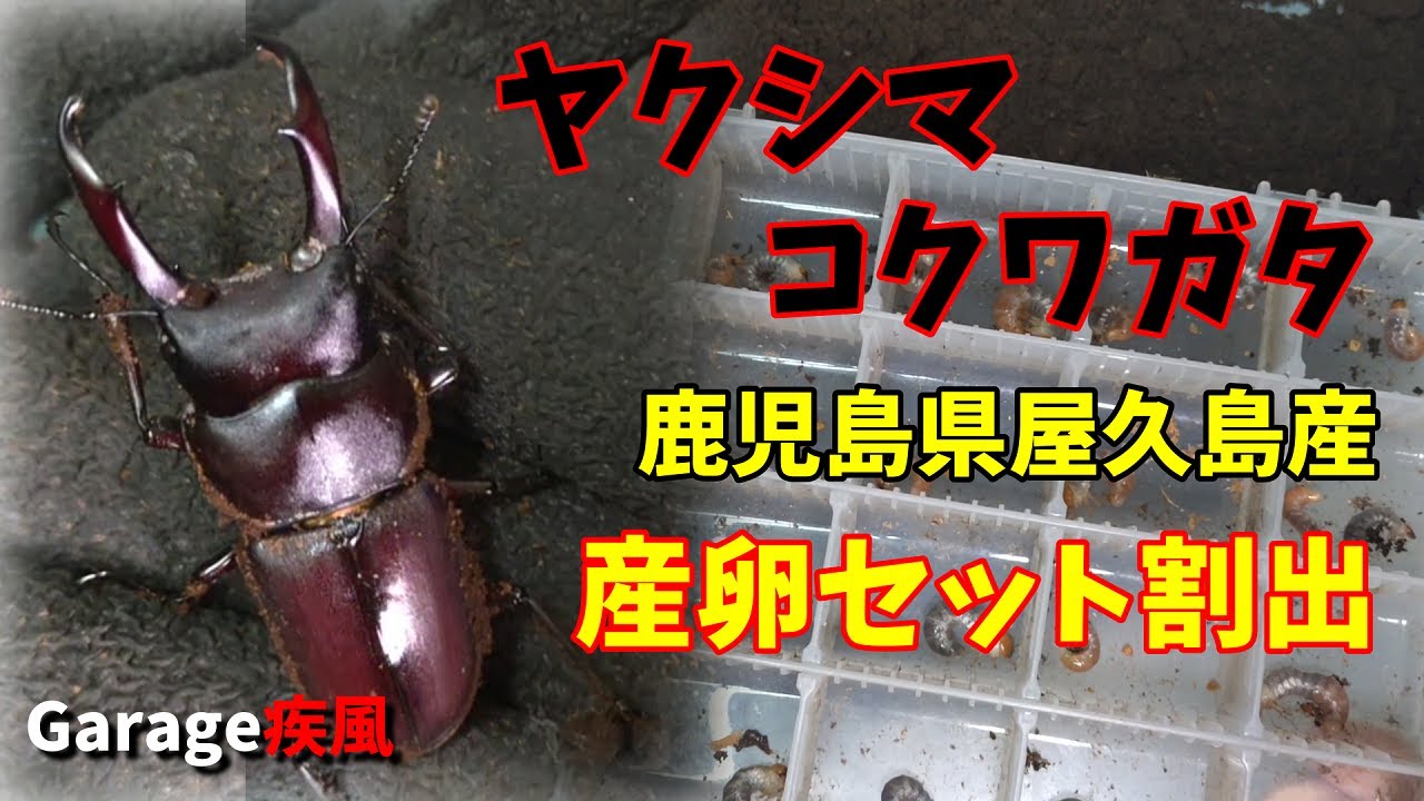 ヤクシマコクワガタ　産卵セット割出　鹿児島県屋久島産　