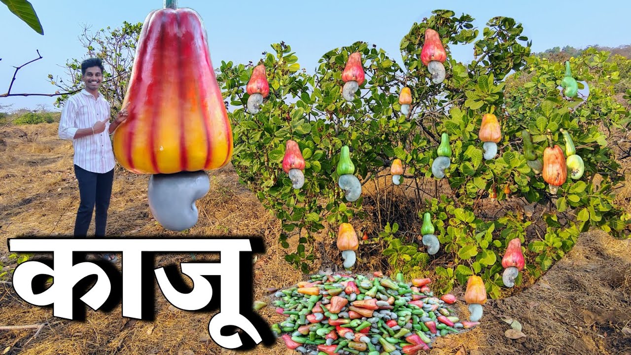 1000 ₹ किलो विकल्या जाणाऱ्या काजू काढायला गेलो बागेत 🤩 आमची काजूची बाग 😍 #kaju #kokan 