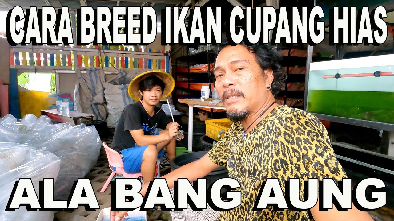 CARA BUDIDAYA  IKAN CUPANG HIAS ALA BANG AUNG
