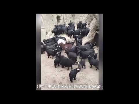 Hilarious video shows Chinese farmer holding a meeting with his goats