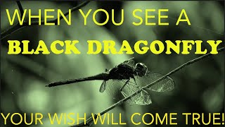 What a Black Dragonfly Signifies in Spirituality