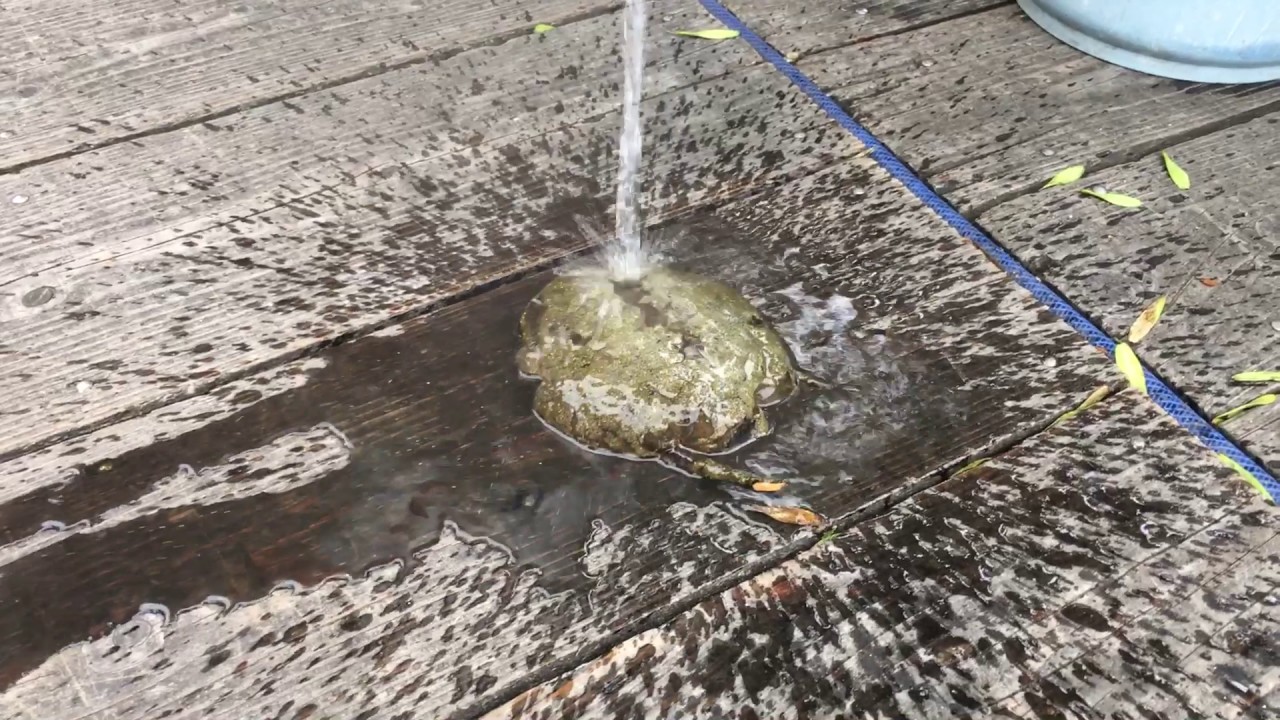 オオマリコケムシ Youtube