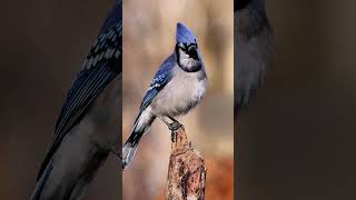 Blue Jay Bird Secrets 🤯 | ఈ పక్షి Color నిజం కాదు!