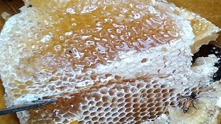 Natural Honey Collect in Dangerous Way || Don&#39;t Try This at Home