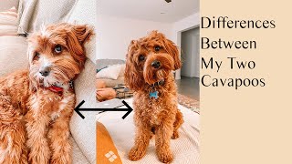 Differences Between My Two Cavapoos | Archie & Alfred