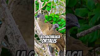 Ortalis-La Chachalaca, ya la conocias?🪶#méxico #aves #shortsfeed #shortsviral #shortsyoutube