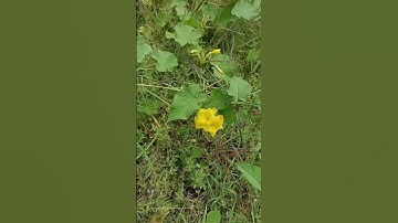 Công dụng của Bìm tán Merremia umbellata