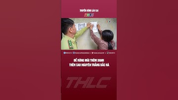Để rừng mãi thêm xanh trên cao nguyên trắng Bắc Hà | THLC