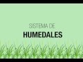 Cómo funcionan los humedales artificiales