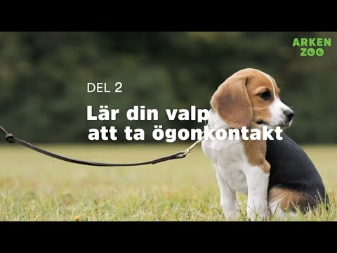 Video: Hur lär du din hund att 