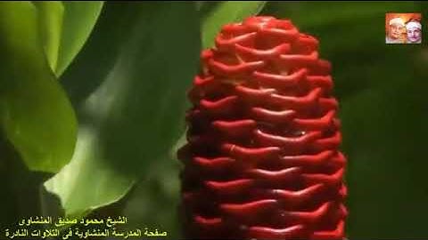 سورة فصلت الشيخ محمود صديق المنشاوى💜 ||نوادر التلاوات فترة التسعينات 💚 جودة عالية وصوت نقي HD ❤️