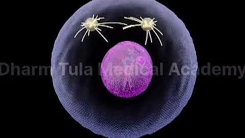 Mitosis | Cell Division | 3d animation | animation video | #animation #mitosis #celldivision